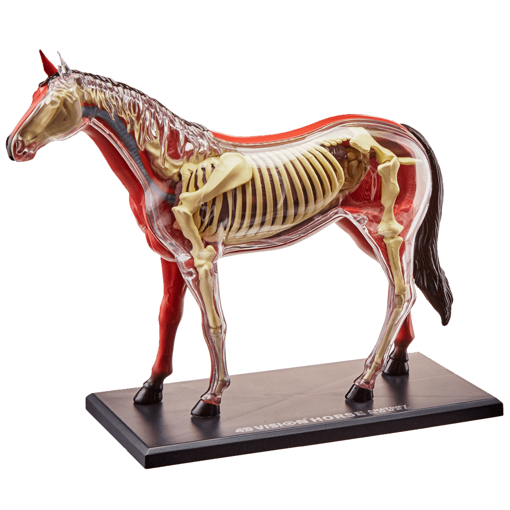 caballo armable 4d